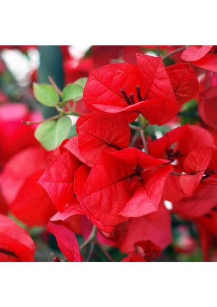 Begonvil Sarmaşığı-Kırmızı (Bougainvillea)