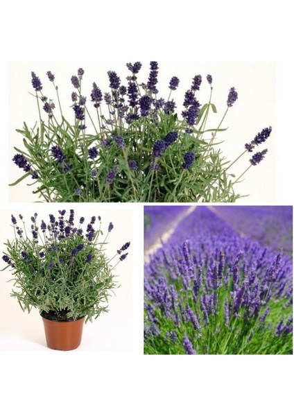Aromatik Bitki Lavanta Fidanı Saksılı Yoğun Kokulu