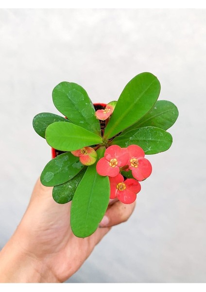 Videolu 1 Adet Mini Kırmızı Renk Dikenler Tacı Çiçeği 5-15CM Saksılı Çiçekli Bodur Euphorbia Milii