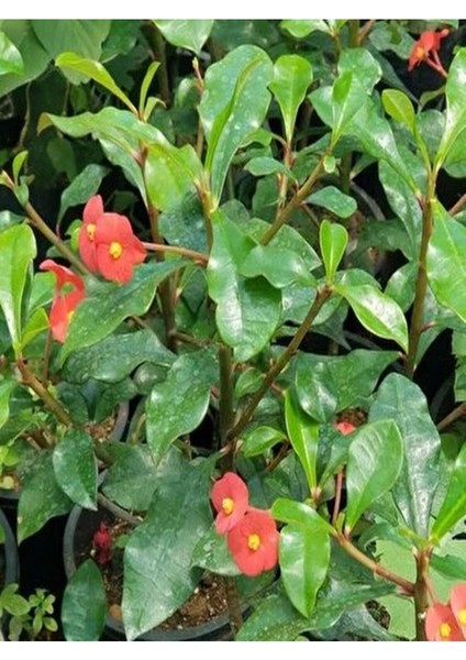 Videolu 1 Adet Mini Kırmızı Renk Dikenler Tacı Çiçeği 5-15CM Saksılı Çiçekli Bodur Euphorbia Milii fiyatları