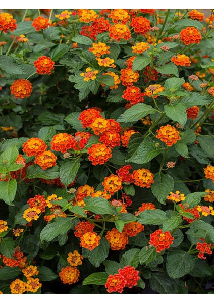 Videolu Çalı Minesi Lantana Çiçeği (20 50 Cm)1 Adet Saksılı Çiçekli Bodur Bitki Lantana Camara L.