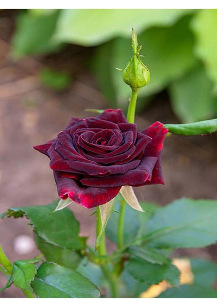 Videolu Yediveren Kokulu Bordo Renk (40 70 Cm)2 Adet Saksılı Aşılı Gül Maroon Rose