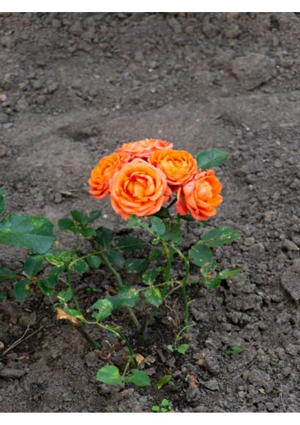 Videolu Yediveren Turuncu Renkli (30 50 Cm)1 Adet Saksılı Aşılı Gül Orange Rose