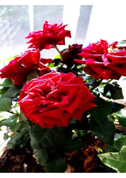 Videolu Isparta Meyland Yediveren Kırmızı Renkli(30 50 Cm) 1 Adet Saksılı Aşılı Gül Red Rose