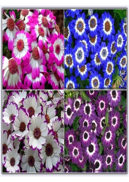 Videolu 4'lü Set Sindrella (Sineralya) Çiçeği 20-30 cm Saksılı Çiçekli Bodur Bitkiler Cineraria