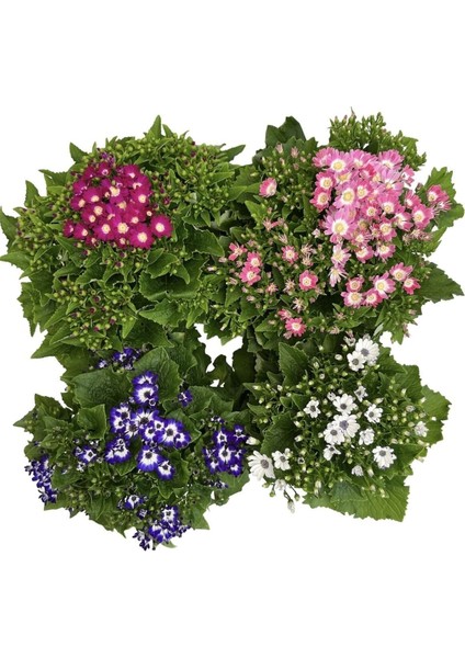 Videolu 4'lü Set Sindrella (Sineralya) Çiçeği 20-30 cm Saksılı Çiçekli Bodur Bitkiler Cineraria