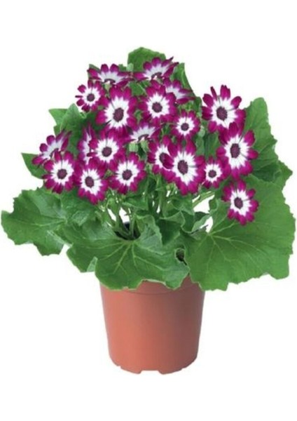 Videolu 4'lü Set Sindrella (Sineralya) Çiçeği 20-30 cm Saksılı Çiçekli Bodur Bitkiler Cineraria