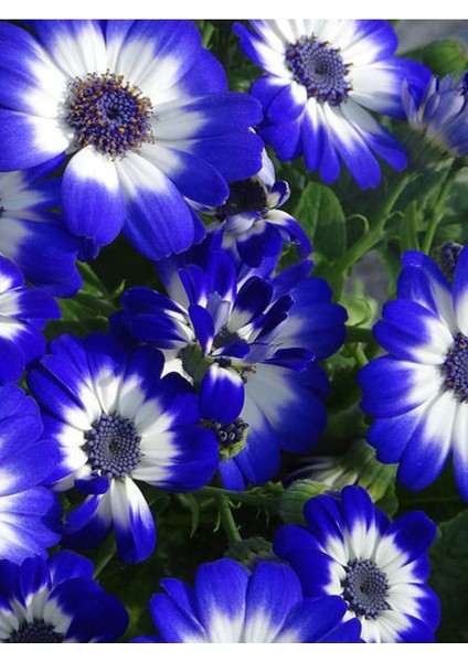 Videolu 4'lü Set Sindrella (Sineralya) Çiçeği 20-30 cm Saksılı Çiçekli Bodur Bitkiler Cineraria