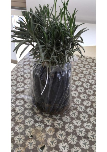 Bahçe Tipi Lavanta Fidanı 3 Adet 15-25 cm Intermedia