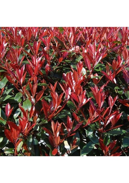 Videolu 1 Adet Alev Çalısı Çiçeği 40-60 cm Tüplü Çiçekli Bodur Bitkiler Photinia Glabra