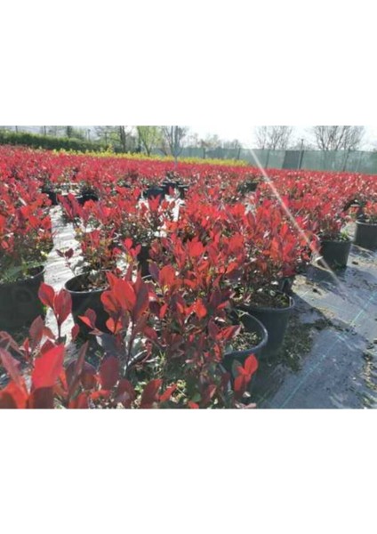 Videolu 1 Adet Alev Çalısı Çiçeği 40-60 cm Tüplü Çiçekli Bodur Bitkiler Photinia Glabra