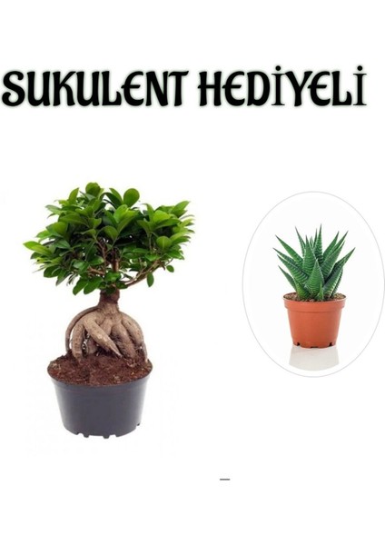 Hediyelik Bonsai Bitkisi Kadınlar Gününe Özel Sukulent Hediyeli