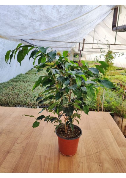 Ficus Benjamina Danielle Benjamin Ev-Ofis-Iç Mekan Salon Bitkisi 15 cm Saksıda 30-40 cm Arası modelleri