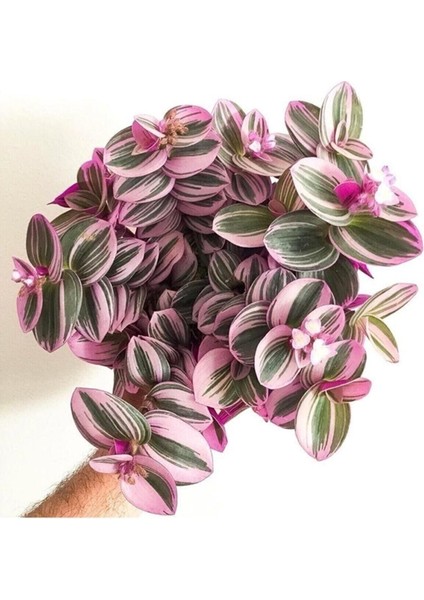Serada Decor&plant Mor Telgraf Çiçeği Nanouk Zebrina Sukulent 5,5 cm 1.kalite