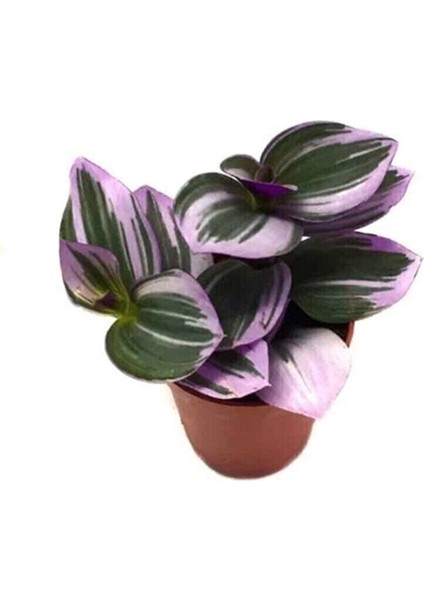 Serada Decor&plant Mor Telgraf Çiçeği Nanouk Zebrina Sukulent 5,5 cm 1.kalite