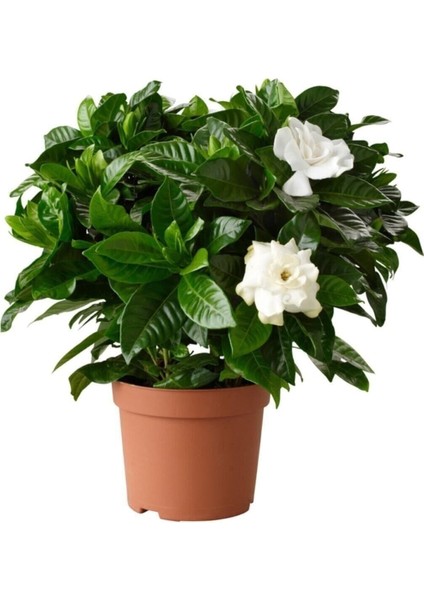 Serada Decor&plant Gardenya Jasminoides Kokulu Gardenya Ev ve Ofis Bitkisi Dolgun Formlu 1.kalite