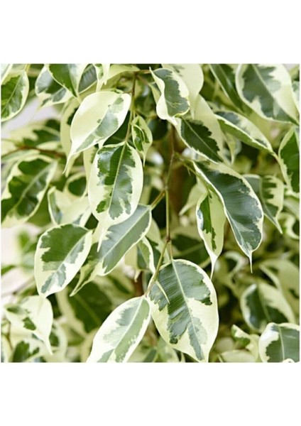 Benjamin Ficus Starlightt