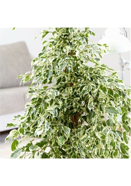 Benjamin Ficus Starlightt