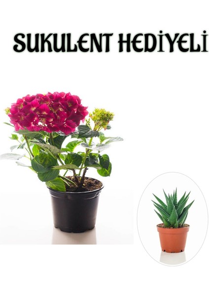 Kadınlar Gününe Özel Fuşya Renk Ortanca Çiçeği Sukulent Hediyeli
