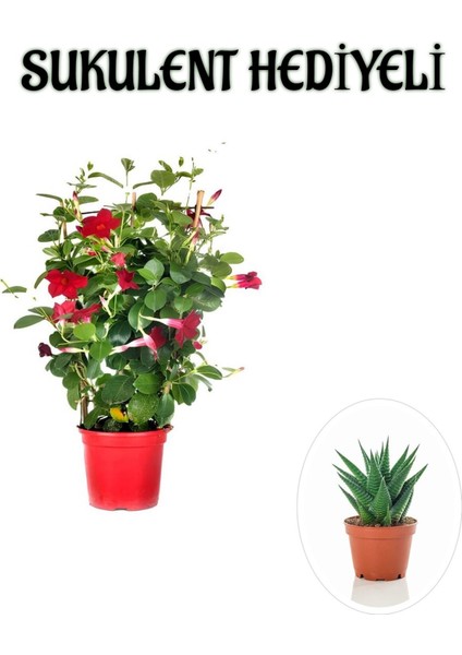 Kokulu Kırmızı Mandevilla Sarmaşığı Kadınlar Gününe Özel Sukulent Hediyeli