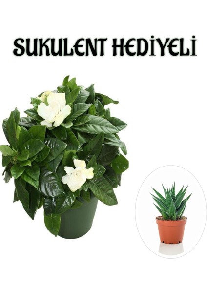 Yoğun Mis Kokulu Gardenya Çiçeği Kadınlar Gününe Özel Sukulent Hediyeli