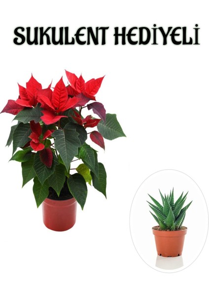 Özel Gün Ponsetya Atatürk Çiçeği Sevgililer Gününe Özel Sukulent Hediyeli