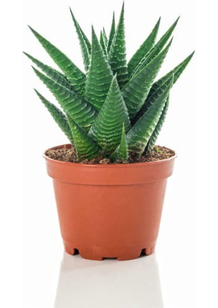 Özel Gün Ponsetya Atatürk Çiçeği Sevgililer Gününe Özel Sukulent Hediyeli modelleri