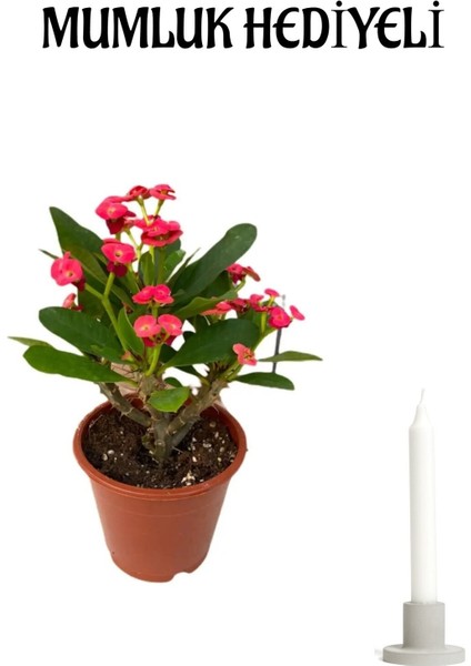 Kırmızı Renk Milli Dikenler Tacı(Euphorbia) Çiçeği Kadınlar Gününe Özel Mumluk Hediyeli