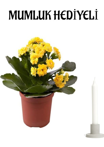 Hediyelik Sarı Kalanşo (Kalanchoe) Çiçeği Mumluk Hediyeli Kadınlar Günü Hediyesi