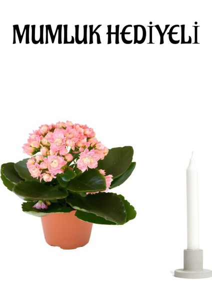 Kadınlar Günü Hediyesi Açık Pembe Kalanşo(Kalanchoe) Çiçeği Mumluk Hediyeli Çiçek