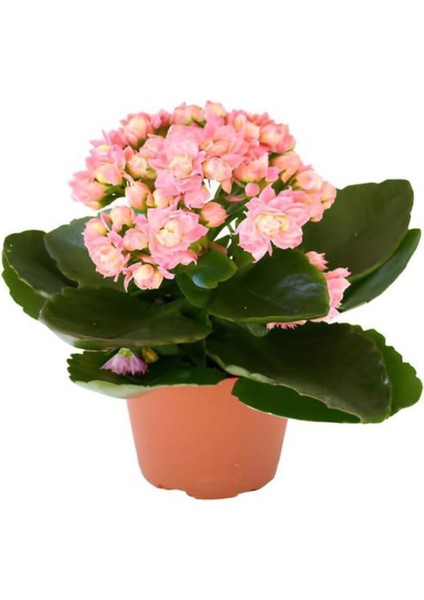 Kadınlar Günü Hediyesi Açık Pembe Kalanşo(Kalanchoe) Çiçeği Mumluk Hediyeli Çiçek fiyatları