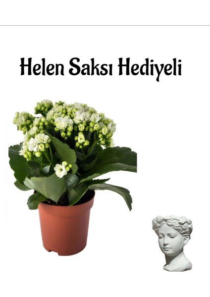Hediyelik Beyaz Renk Kalanşo(Kalanchoe) Çiçeği Kadınlar Gününe Özel Helen Saksı Hediyeli