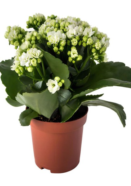 Hediyelik Beyaz Renk Kalanşo(Kalanchoe) Çiçeği Kadınlar Gününe Özel Helen Saksı Hediyeli