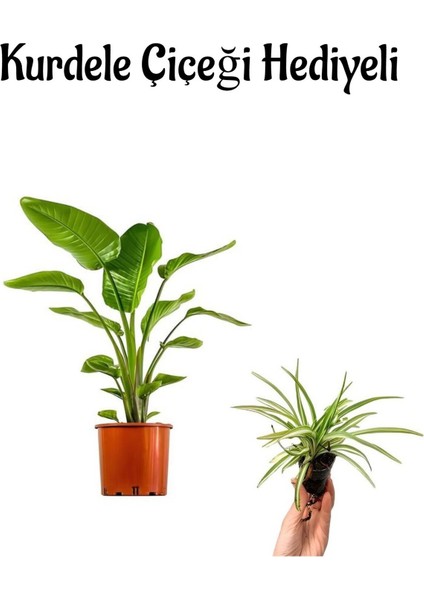 Bakımlı Starliçe Cennet Çiçeği(Strelitzia) Bitkisi Kadınlar Gününe Özel Kurdele Çiçeği Hediyeli