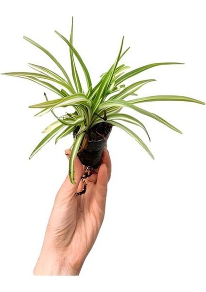 Bakımlı Starliçe Cennet Çiçeği(Strelitzia) Bitkisi Kadınlar Gününe Özel Kurdele Çiçeği Hediyeli