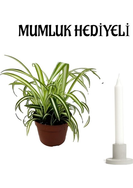 Kadınlar Gününe Özel Hediyelik Kurdele Çiçeği Mumluk Hediyeli Ofis Bitkisi