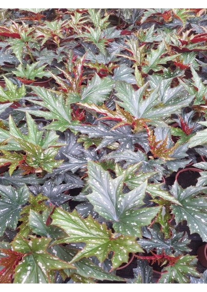 Videolu Çınar Benekli Begonya Çiçeği 1 Adet Saksılı/ Tüplü 15-30CM Iç Mekan Mekan Bitkisi (Begonia)