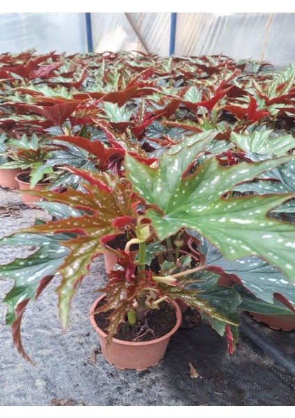 Videolu Çınar Benekli Begonya Çiçeği 1 Adet Saksılı/ Tüplü 15-30CM Iç Mekan Mekan Bitkisi (Begonia)