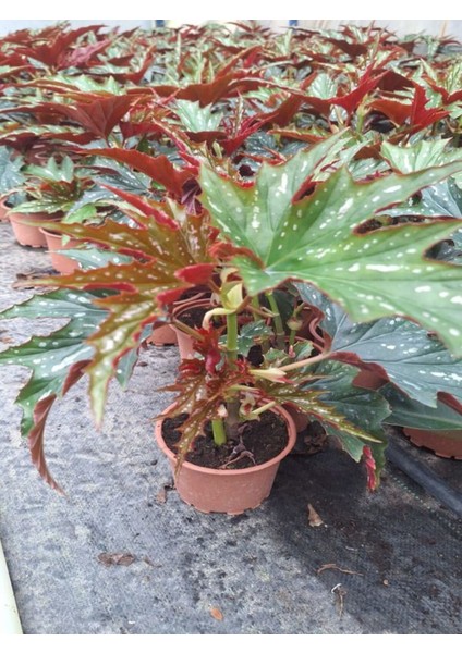 Videolu Çınar Benekli Begonya Çiçeği 1 Adet Saksılı/ Tüplü 15-30CM Iç Mekan Mekan Bitkisi (Begonia)