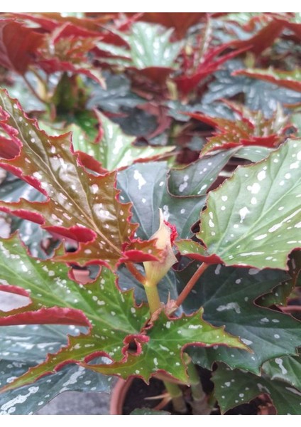Videolu Çınar Benekli Begonya Çiçeği 1 Adet Saksılı/ Tüplü 15-30CM Iç Mekan Mekan Bitkisi (Begonia)