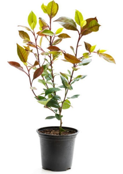 Videolu Para Çiçeği Hediyeli Alev Çalısı (30 50 Cm)1 Adet Saksılı Iç Mekan Bitkisi Photinia