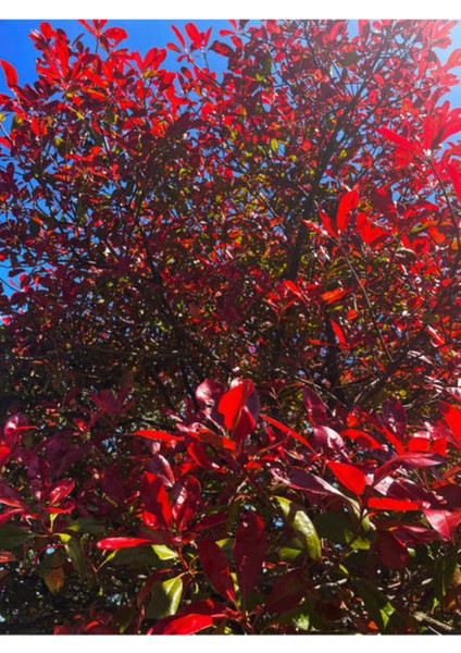 Videolu Para Çiçeği Hediyeli Alev Çalısı (30 50 Cm)1 Adet Saksılı Iç Mekan Bitkisi Photinia