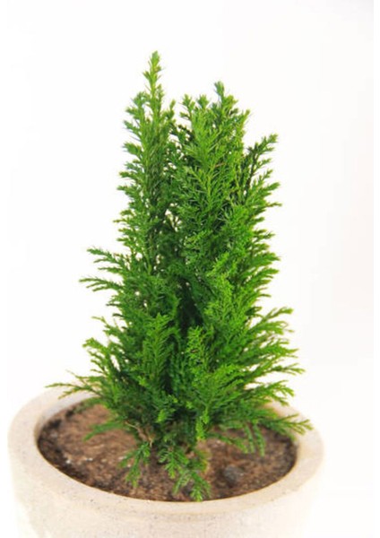 Videolu Özel Leylandi Bitkisi (40 60CM)1 Adet Saksılı Dış Mekan Bitkisi Cupressocyparis Leylandii