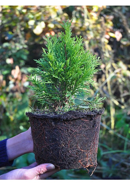 Videolu Özel Leylandi Bitkisi (40 60CM)1 Adet Saksılı Dış Mekan Bitkisi Cupressocyparis Leylandii