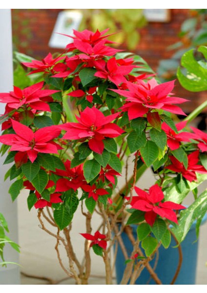 Videolu Atatürk Çiçeği (30 50 Cm)1 Adet Saksılı Çiçekli Bodur Bitki Poinsettia modelleri