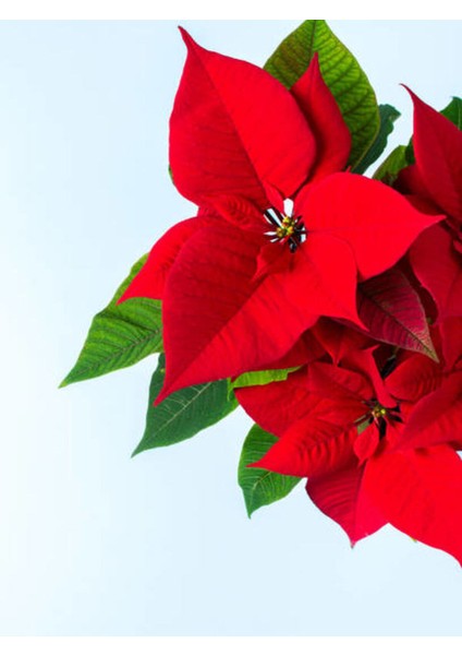 Videolu 1 Adet Hediyelik Atatürk Çiçeği 30-45 cm Saksılı Iç Mekan Bitkiler Poinsettia