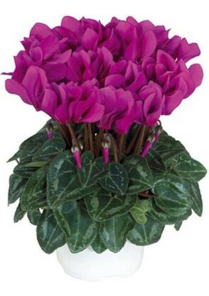 Canlı Saksılı Fuşya Sıklamen Çiçeği Fidanı Hediyelik Bitki