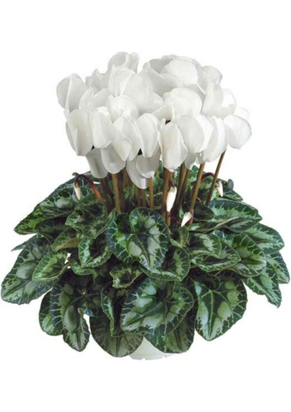 Canlı Sıklamen Beyaz Rengi Büyük Boy Cyclamen