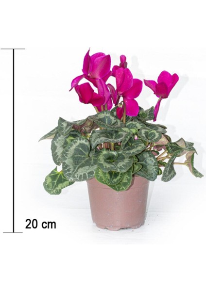 Bitkim Sende Siklamen Çiçeği Mor Ithal Büyük Boy Hediyelik Bitki