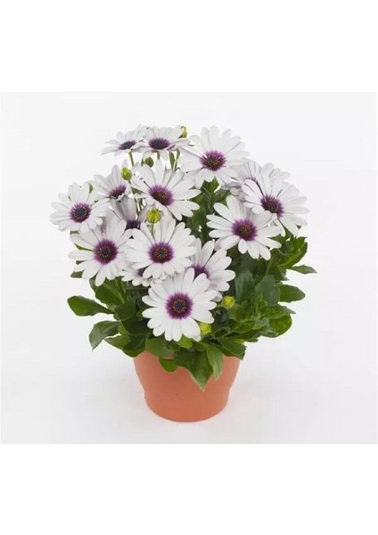 Videolu Bodrum Papatyası Fidesi (Çok Çiçeklenen ) Renkli 30 cm Saksılı Bodrum Daisy